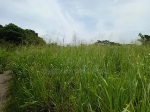 Fertile Farmland in Nwoya