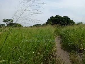 3000 Acres Fertile Farmland Land in Amuru
