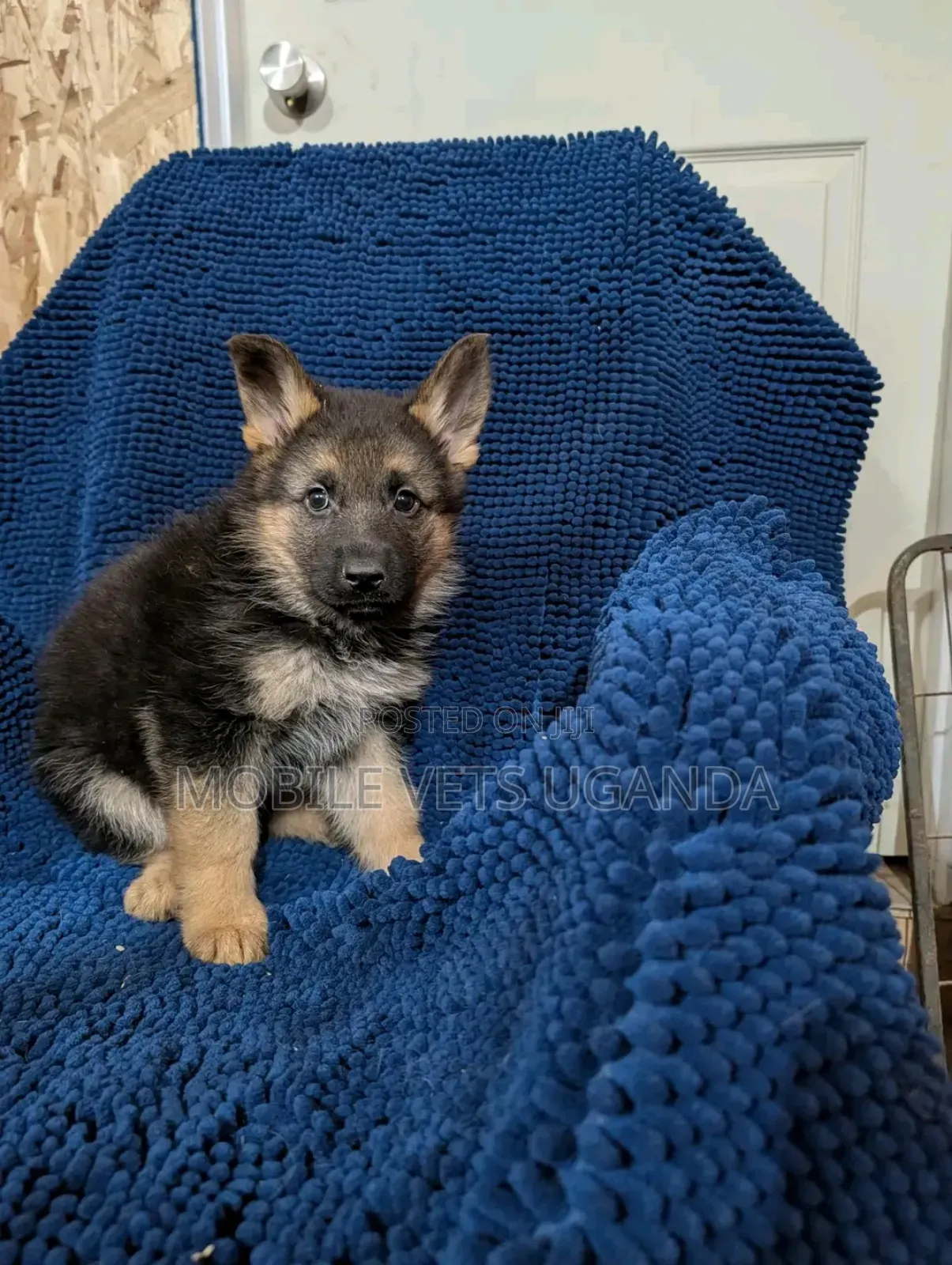 1-3 months Male Purebred German Shepherd