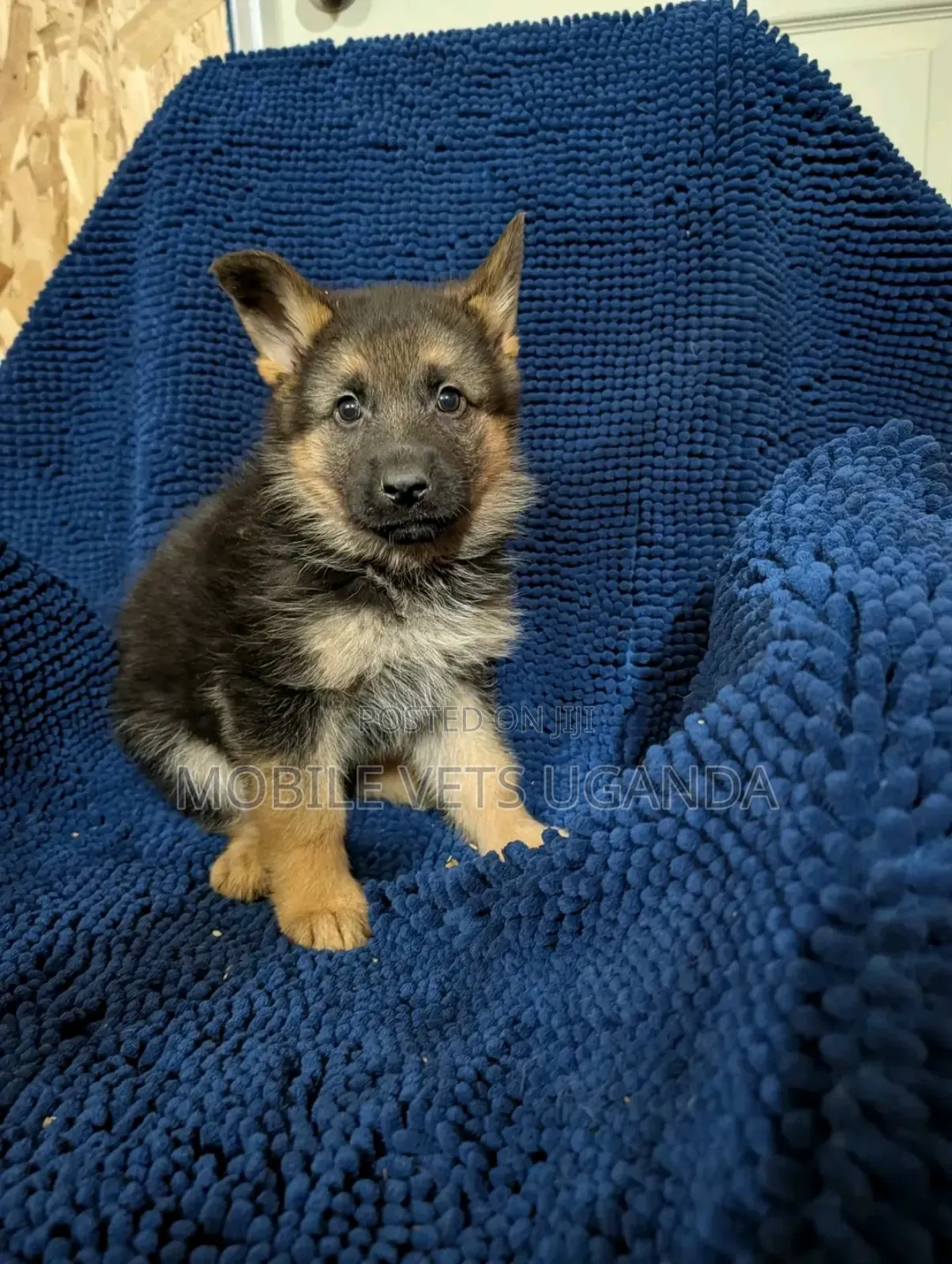 1-3 months Female Purebred German Shepherd