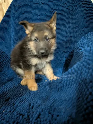 0-1 month Male Purebred German Shepherd