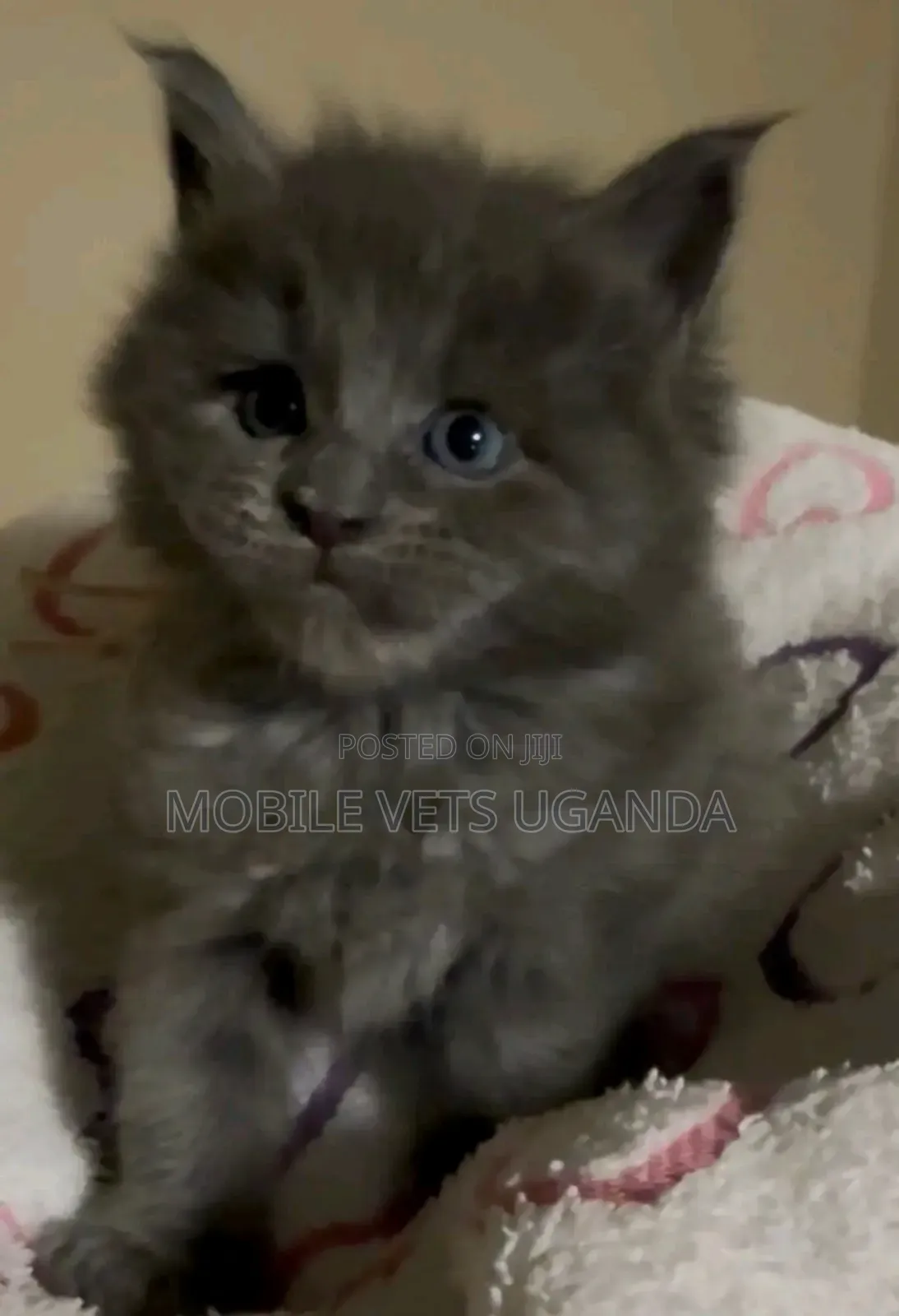 1-3 months Male Purebred Bombay