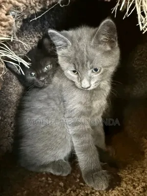 1-3 months Female Purebred Maine Coon