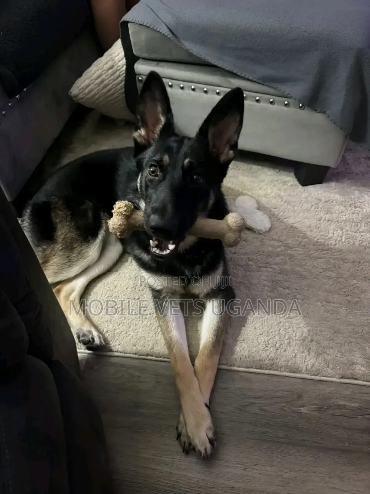 1-3 months Male Purebred German Shepherd