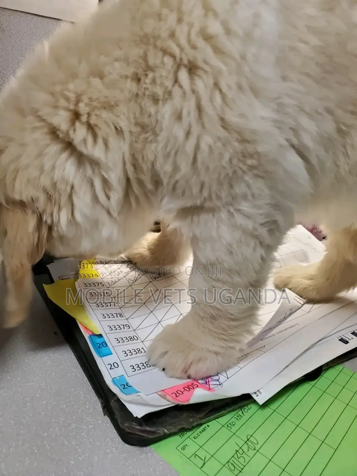 3-6 months Male Purebred Golden Retriever