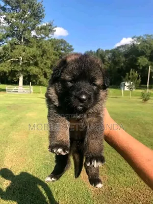 3-6 months Male Purebred German Shepherd
