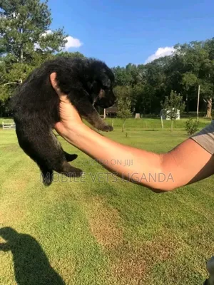 0-1 month Male Purebred German Shepherd