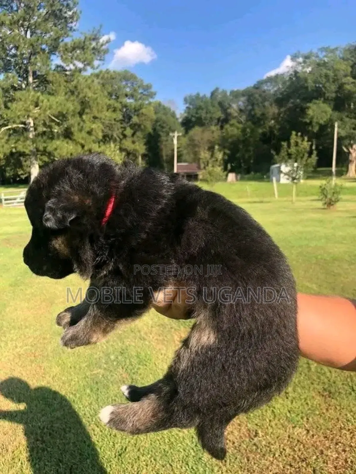 1-3 months Female Purebred German Shepherd
