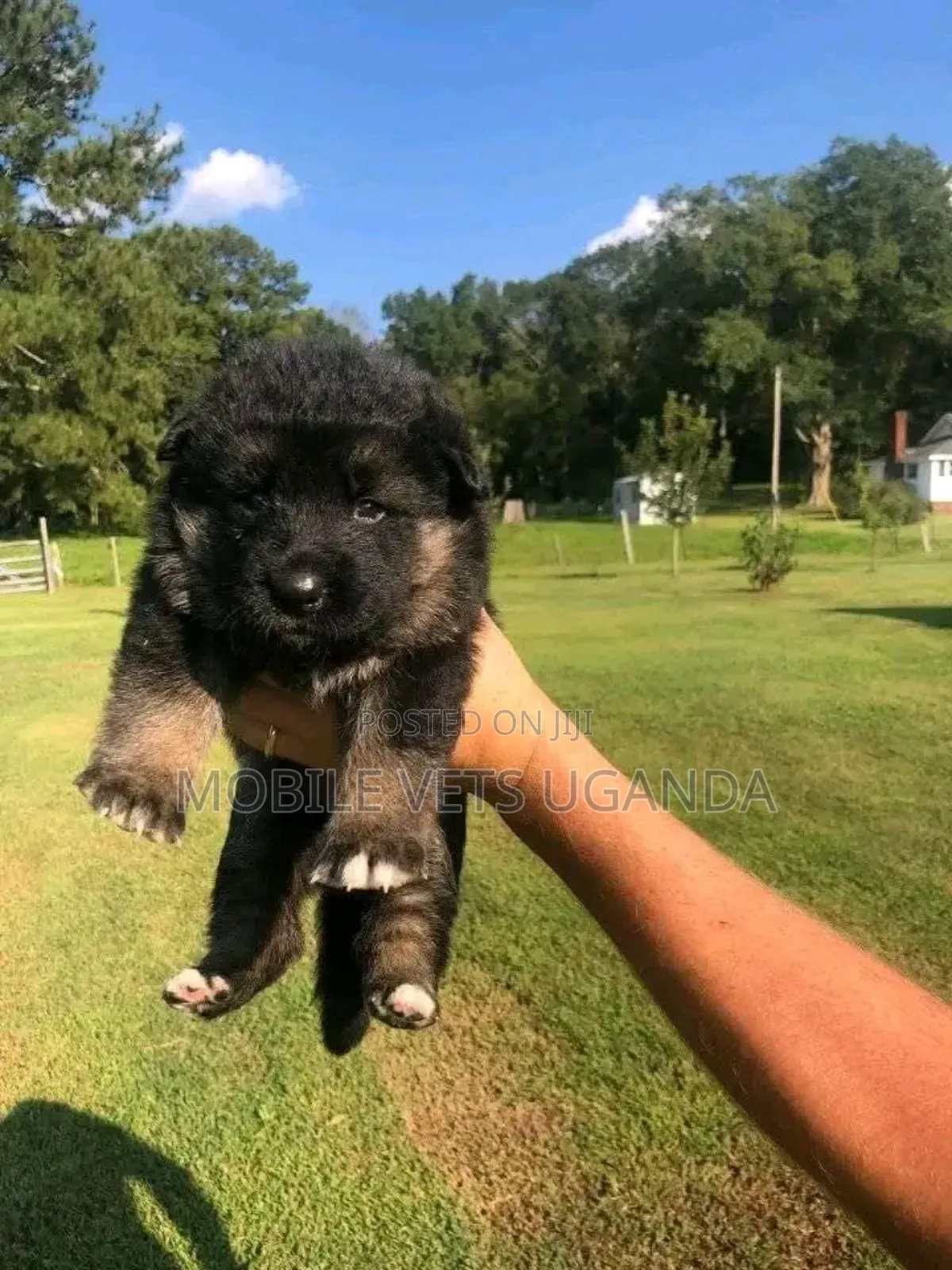 1-3 months Male Purebred German Shepherd
