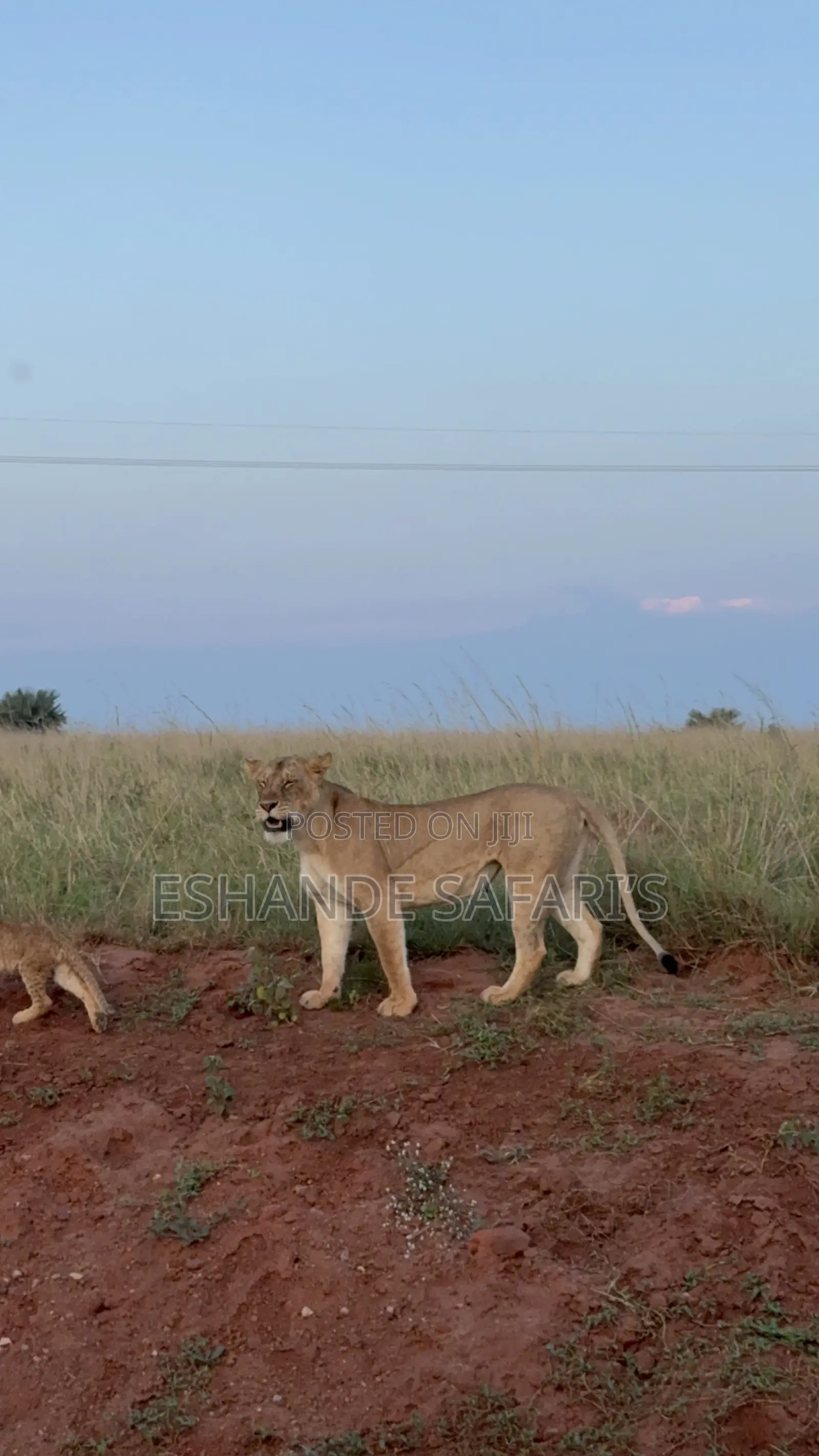 Experience Murchison Falls in 24 Hours: Wildlife, Waterfalls Advent