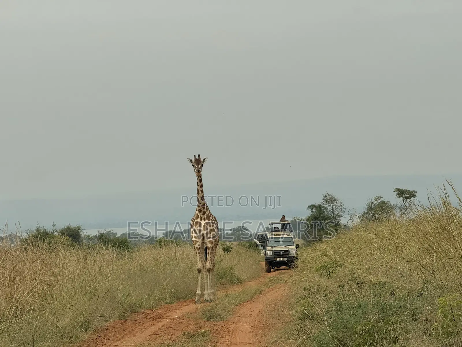 Experience Murchison Falls in 24 Hours: Wildlife, Waterfalls Advent