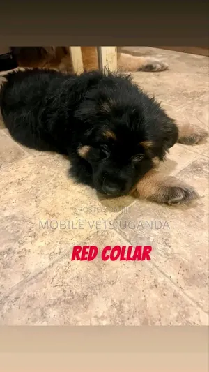 3-6 months Male Purebred German Shepherd