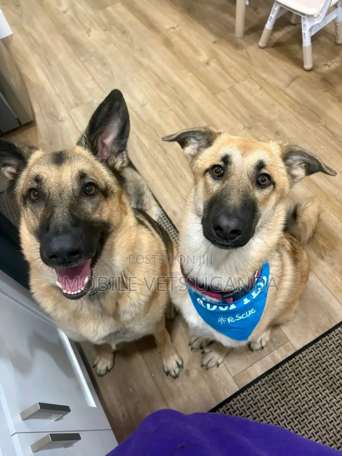 6-12 months Female Purebred German Shepherd