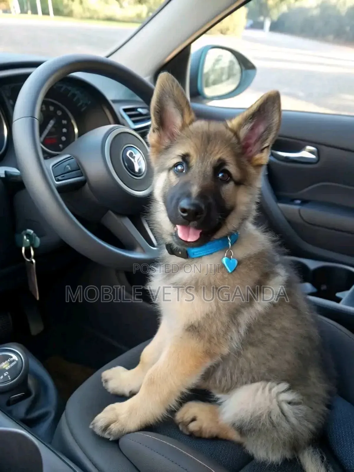 3-6 months Female Purebred German Shepherd