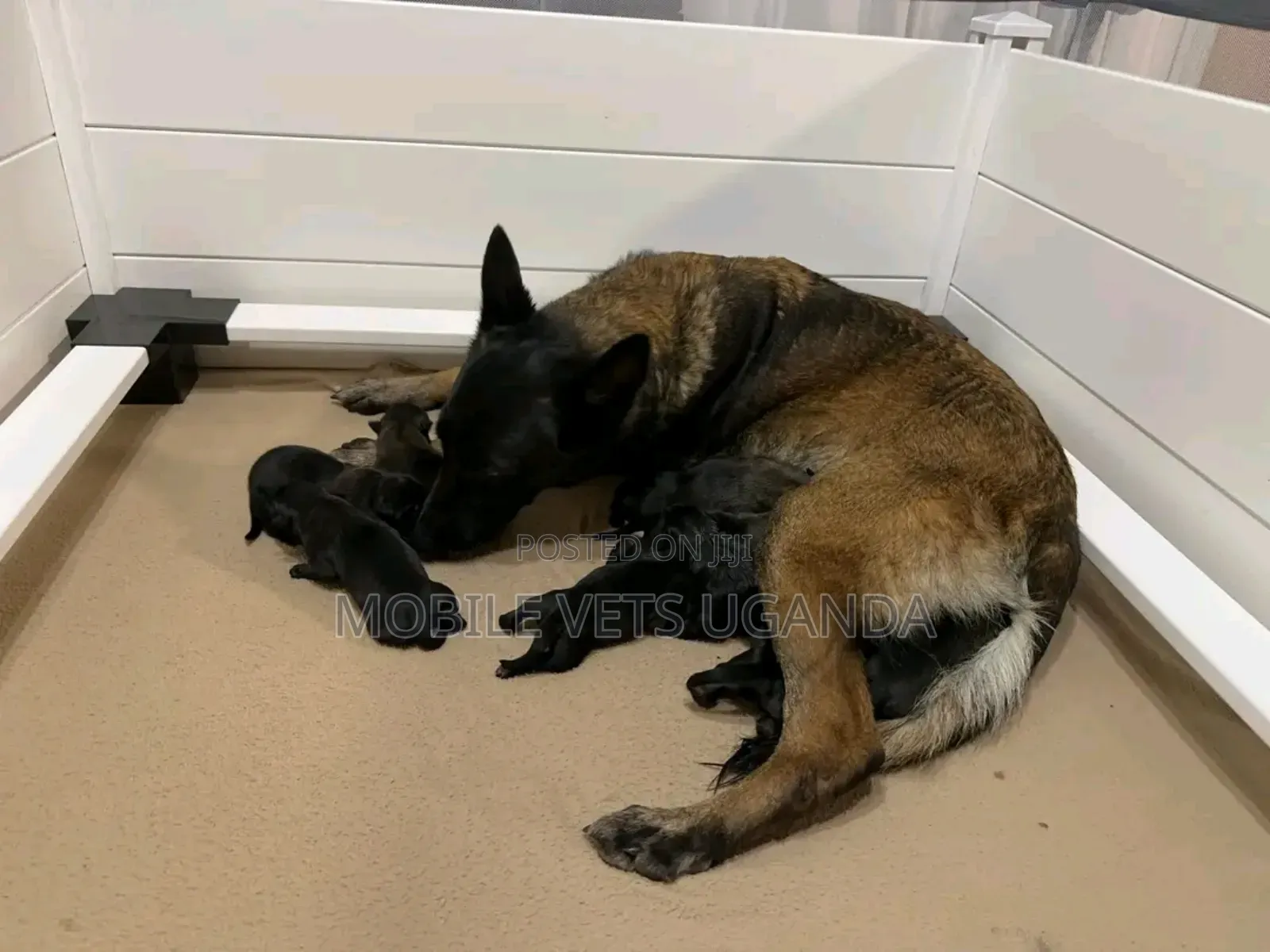 0-1 month Male Purebred Belgian Malinois
