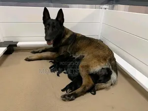 1-3 months Female Purebred Belgian Malinois