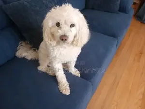 3-6 months Female Purebred Maltese