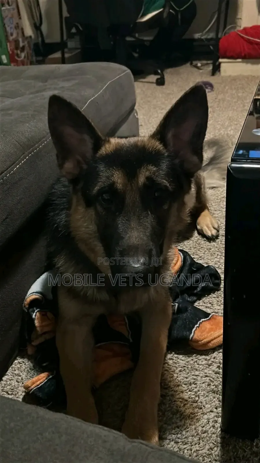 6-12 months Male Purebred German Shepherd