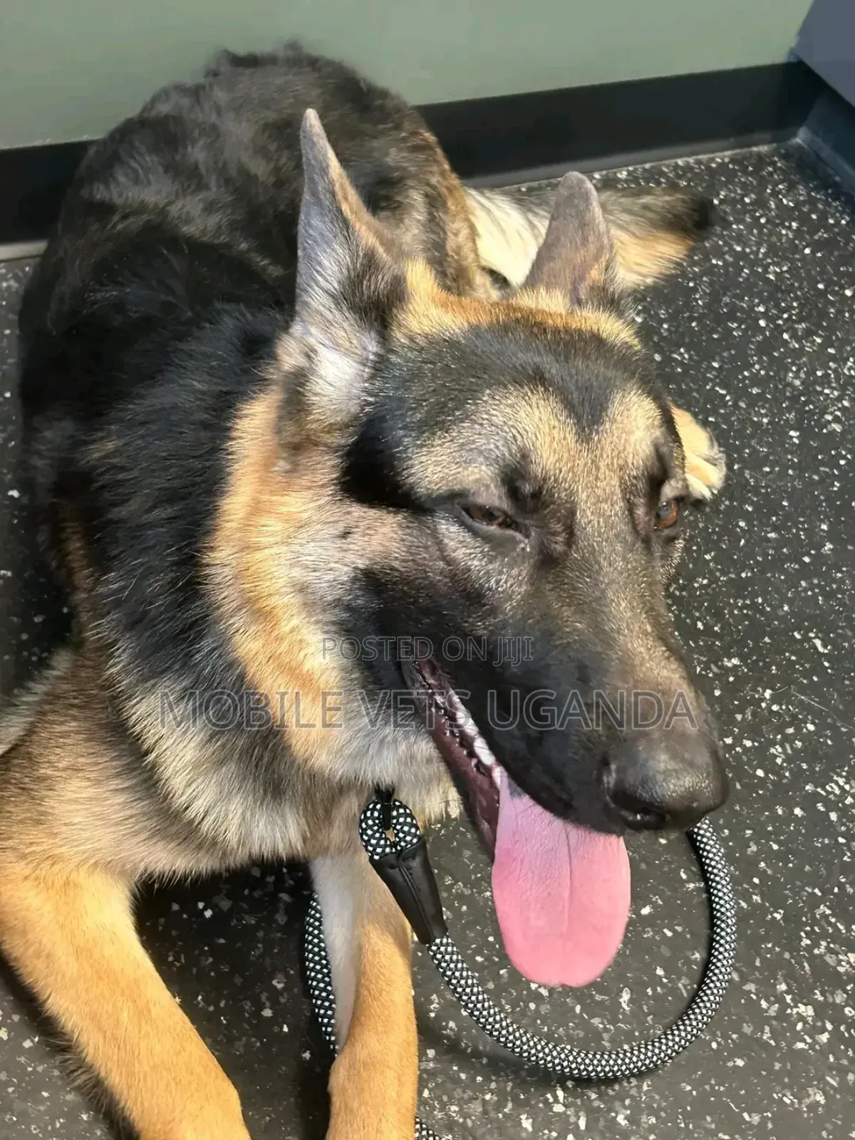 1+ year Female Purebred German Shepherd