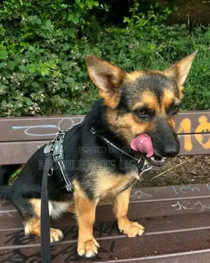 3-6 months Male Purebred German Shepherd