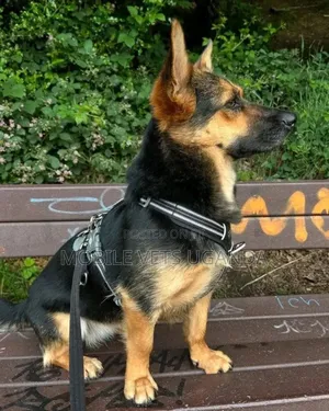 3-6 months Female Purebred German Shepherd