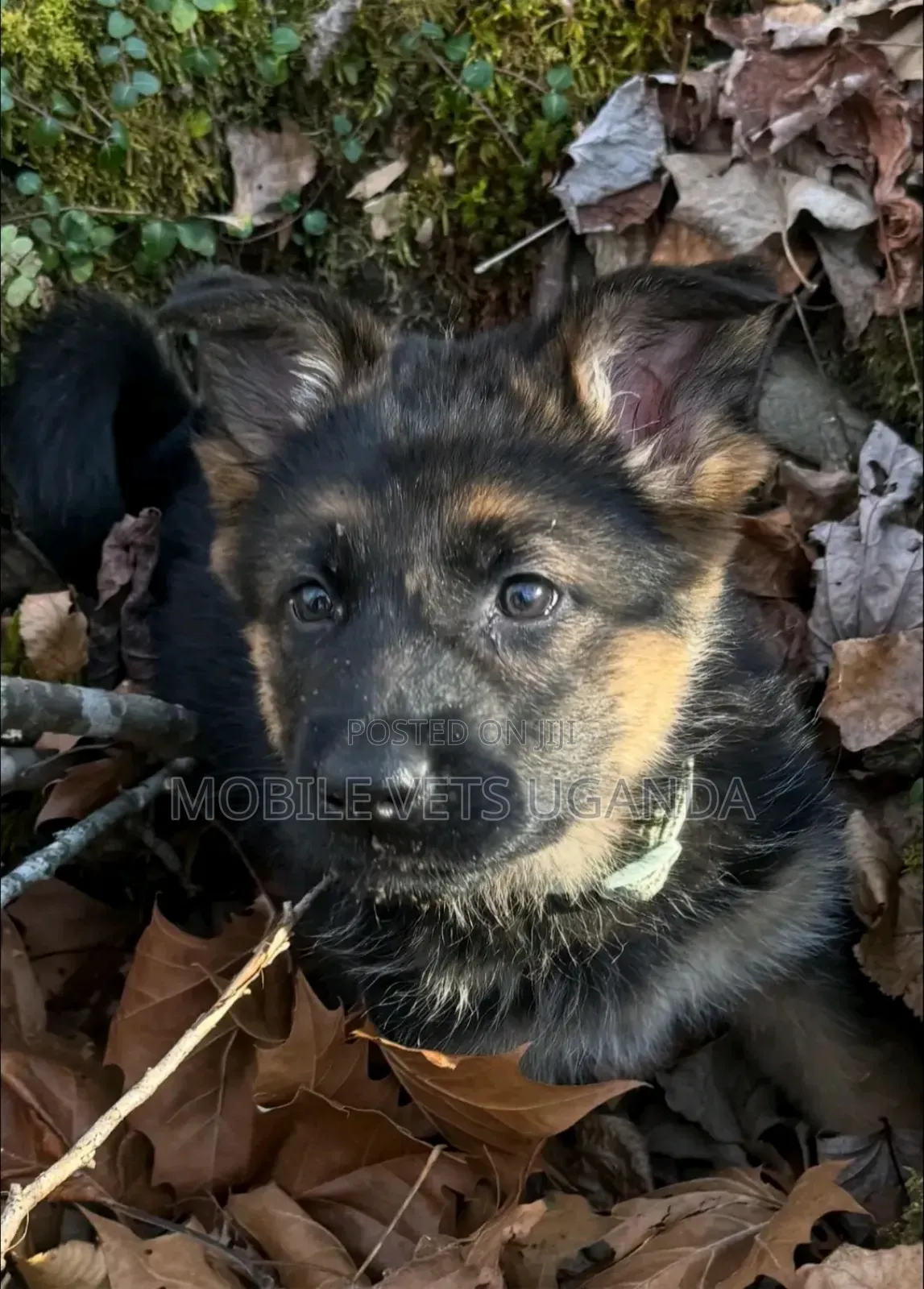3-6 months Male Purebred German Shepherd