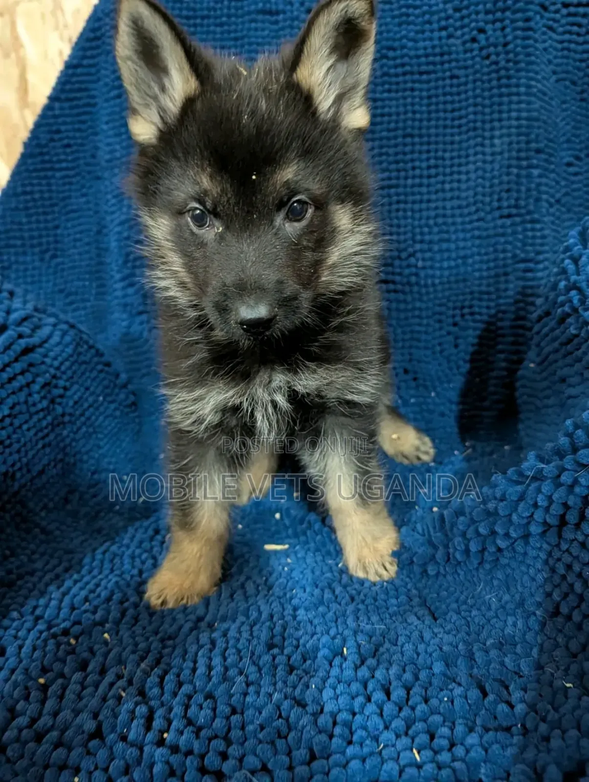 1-3 months Male Purebred German Shepherd