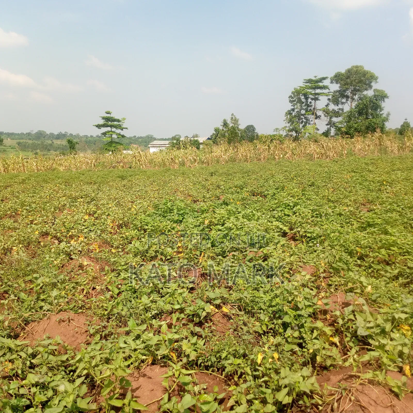 5 Acres for Sale Located at Mukono Nkokonjeru