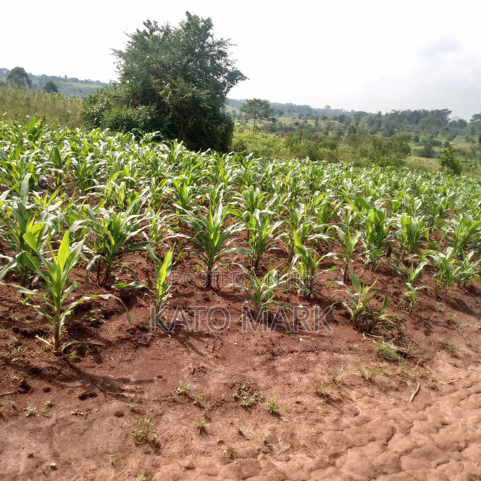 5 Acres for Sale Located at Mukono Nkokonjeru
