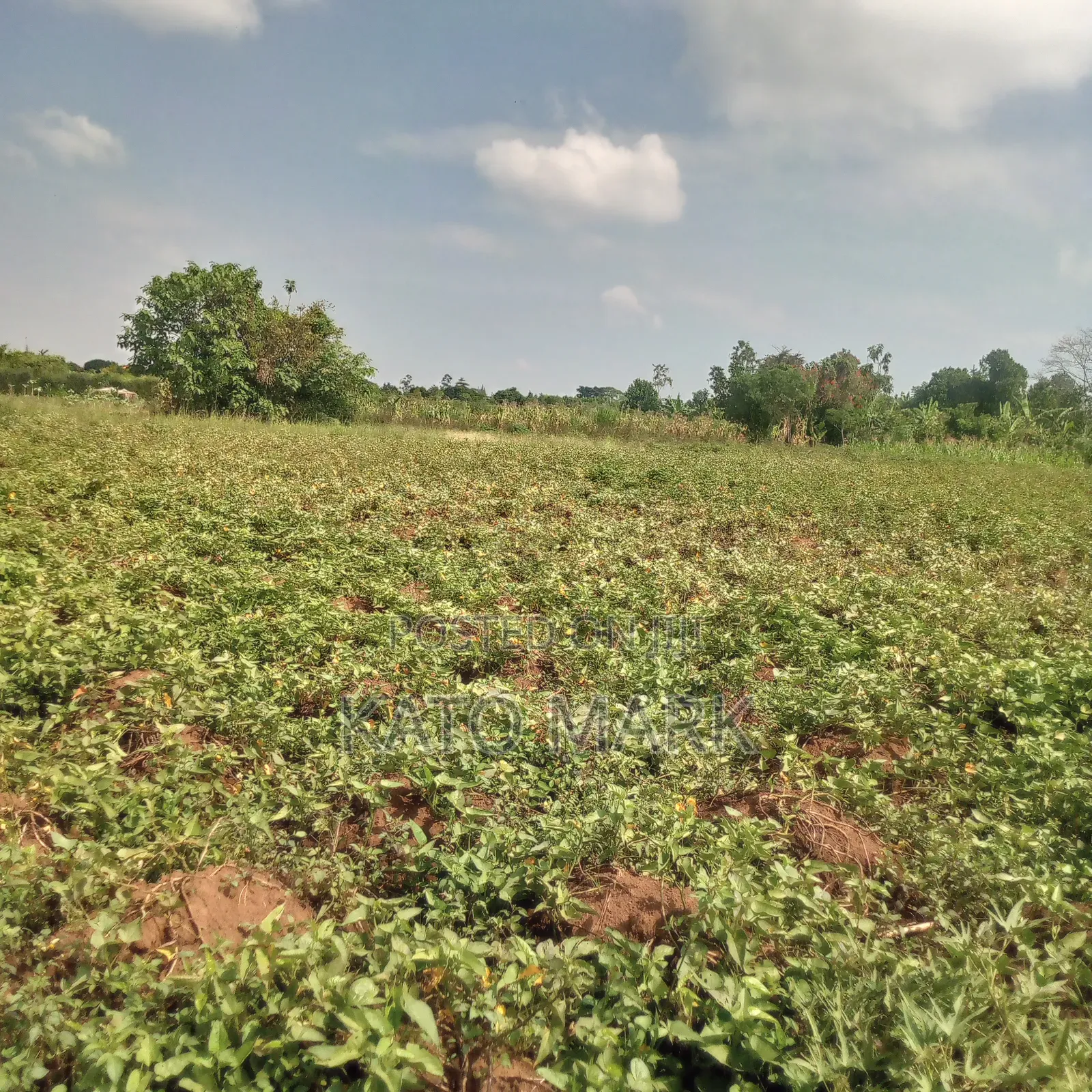 5 Acres for Sale Located at Mukono Nkokonjeru