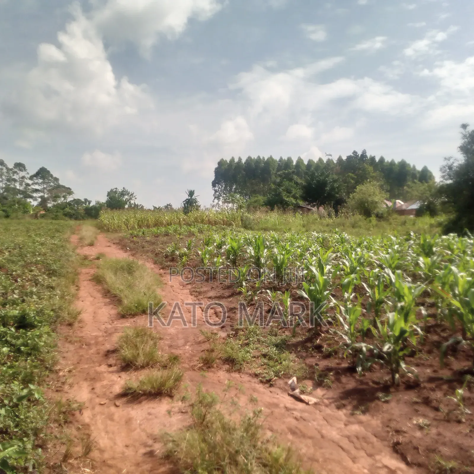 5 Acres for Sale Located at Mukono Nkokonjeru