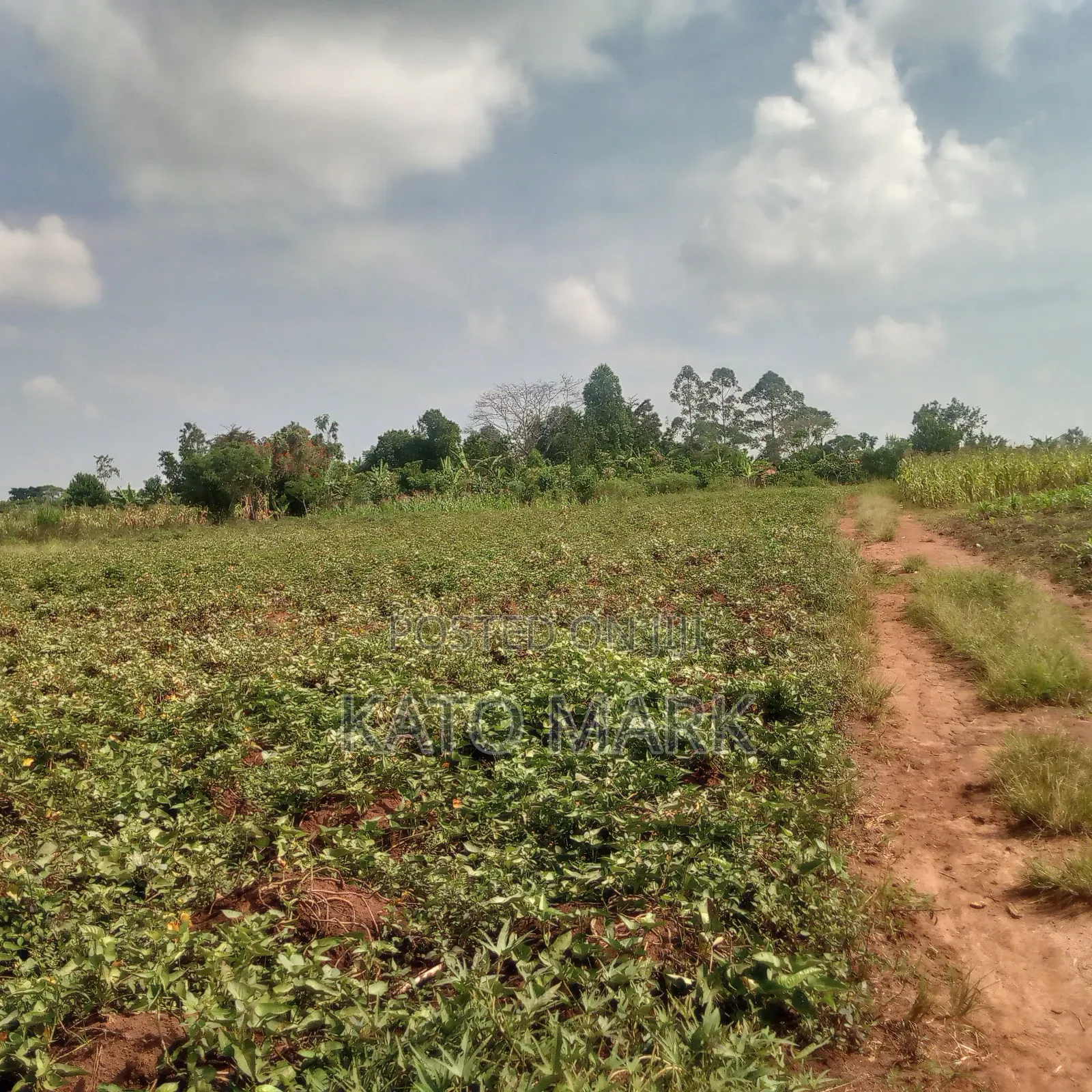 5 Acres for Sale Located at Mukono Nkokonjeru