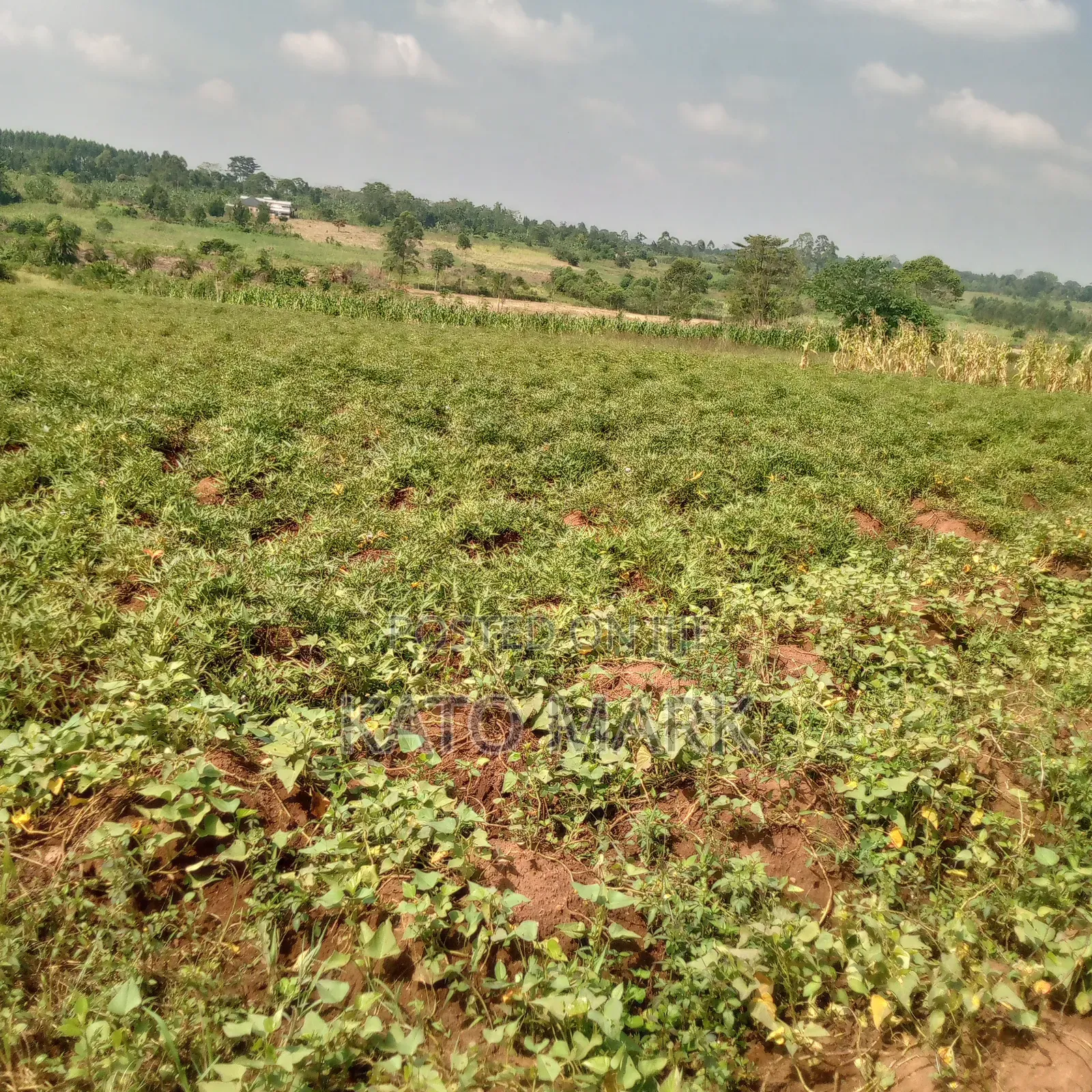 10 Acres for Sale Located at Mukono Nakifuma