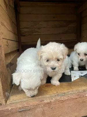 1-3 months Female Purebred Maltese