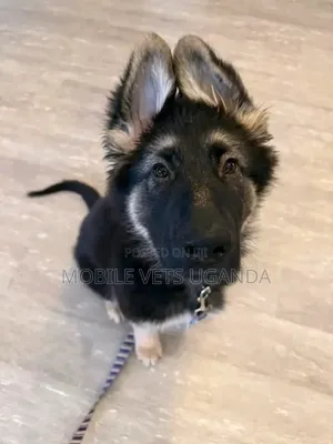 1-3 months Male Purebred German Shepherd