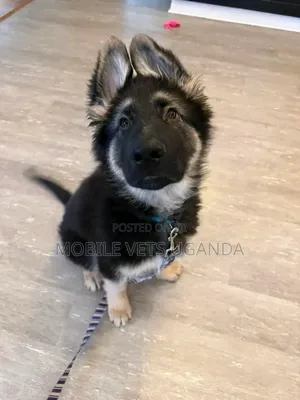 3-6 months Female Purebred German Shepherd