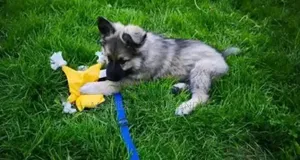 3-6 months Male Purebred German Shepherd