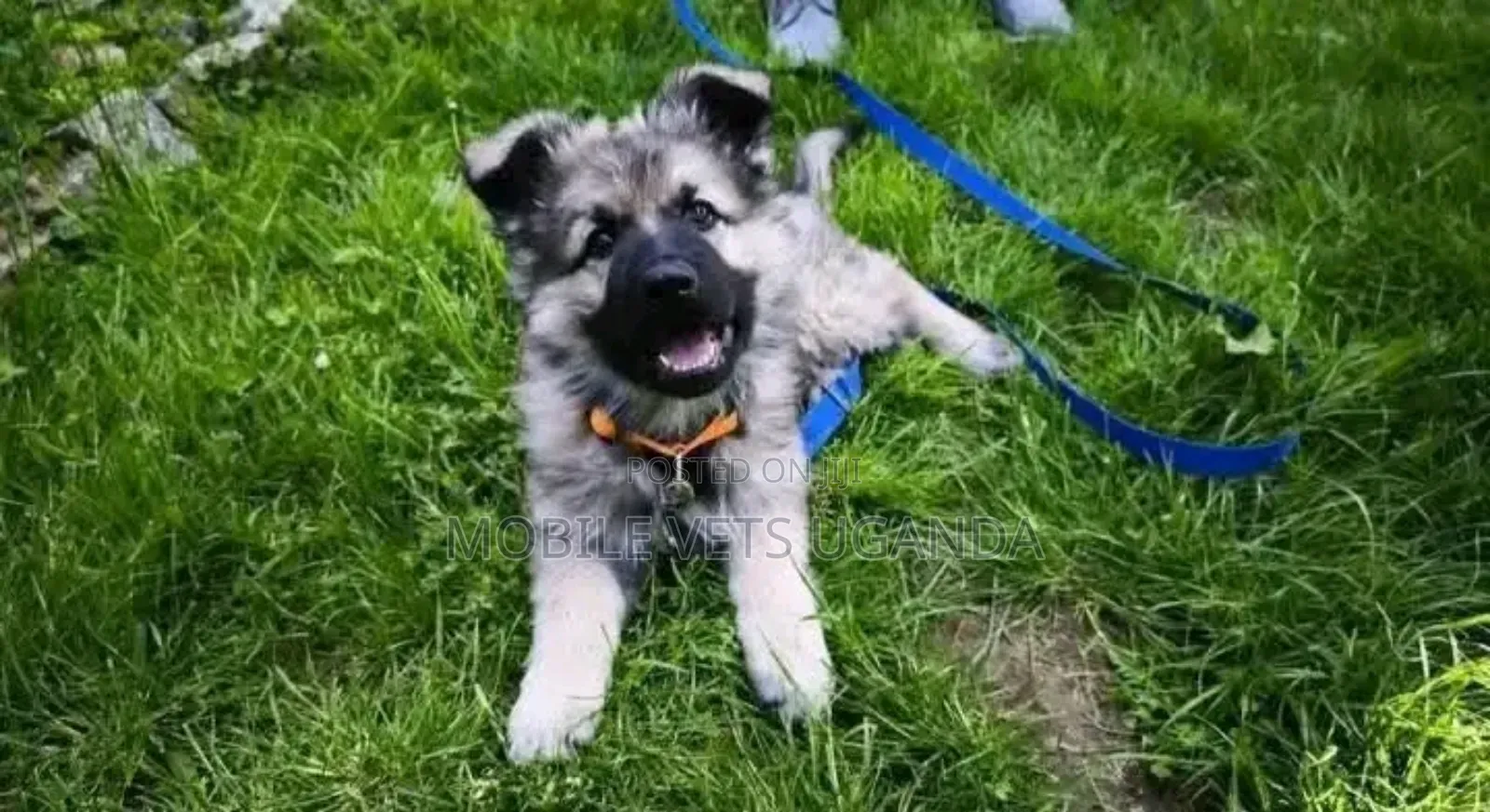 3-6 months Female Purebred German Shepherd