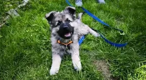 3-6 months Female Purebred German Shepherd
