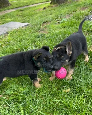 1-3 months Male Purebred German Shepherd