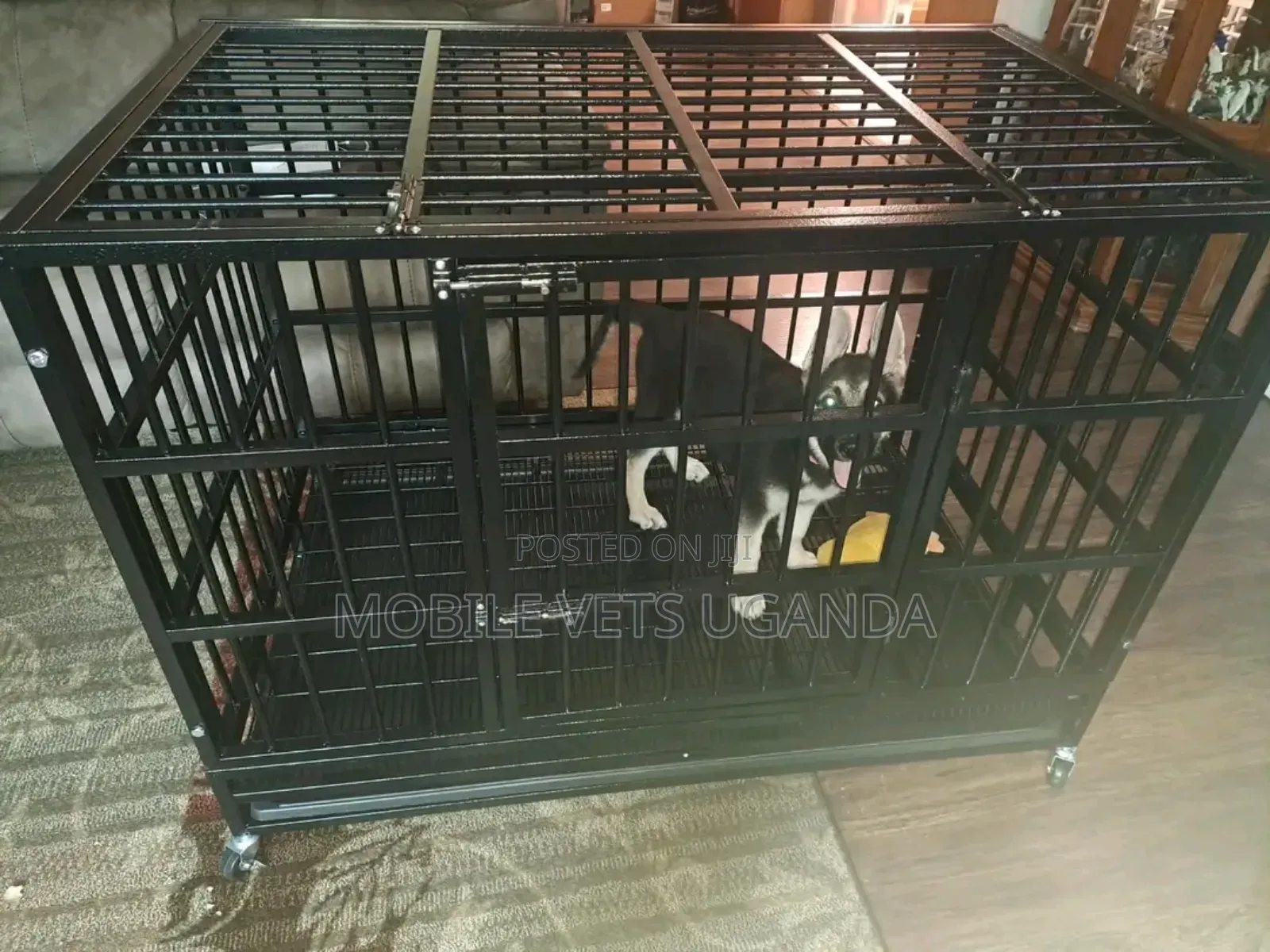 1-3 months Male Purebred German Shepherd