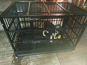 1-3 months Male Purebred German Shepherd