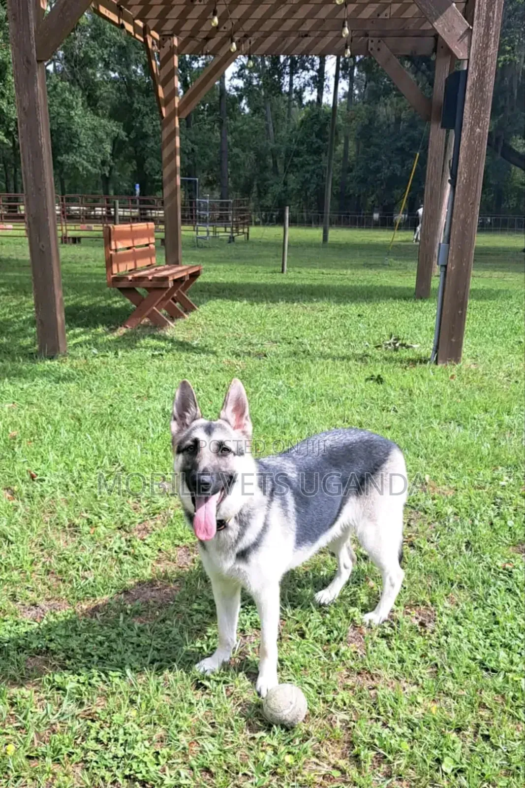 6-12 months Male Purebred German Shepherd
