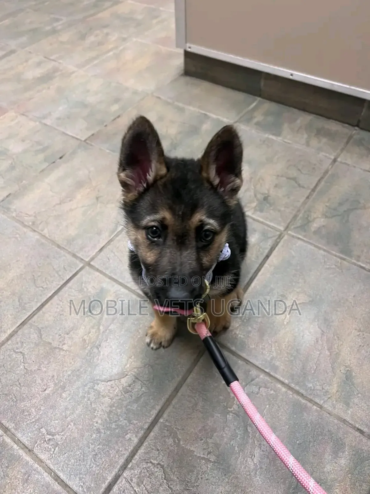 1-3 months Male Purebred German Shepherd