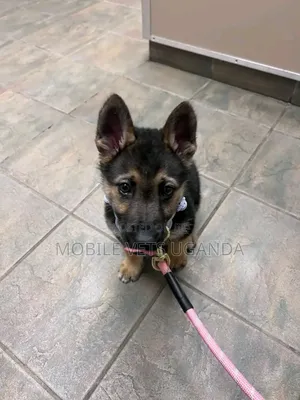 1-3 months Male Purebred German Shepherd