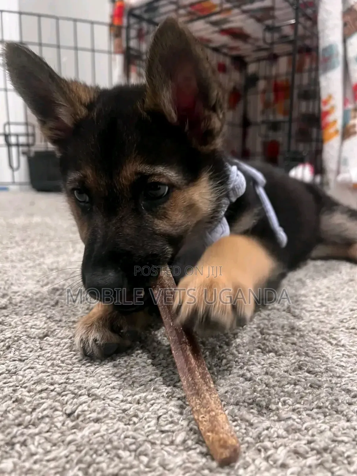 1-3 months Female Purebred German Shepherd