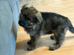 1-3 months Male Purebred German Shepherd