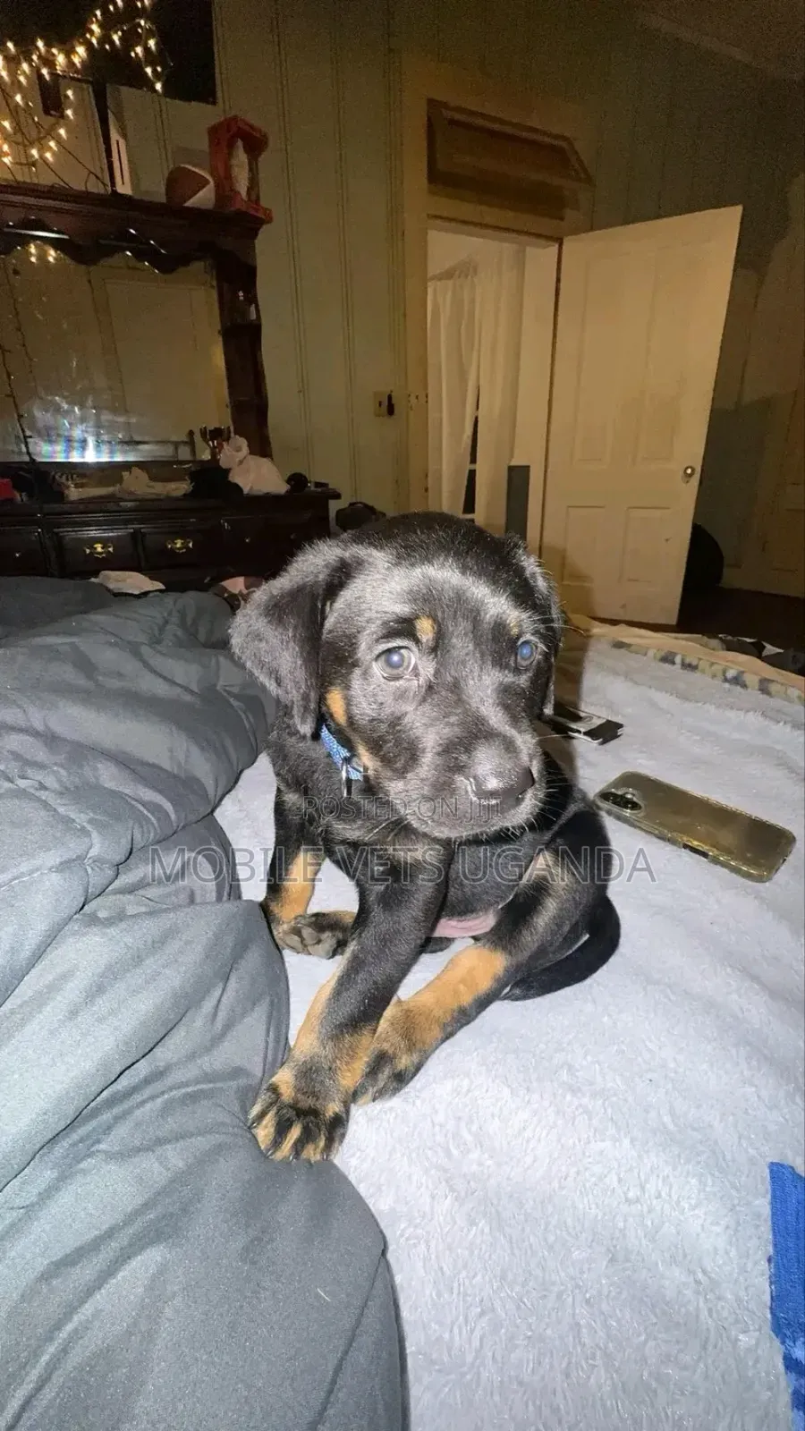 3-6 months Male Purebred German Shepherd