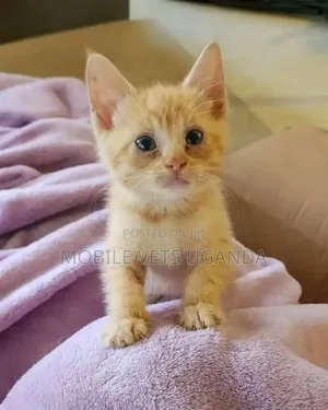 1-3 months Female Purebred Oriental