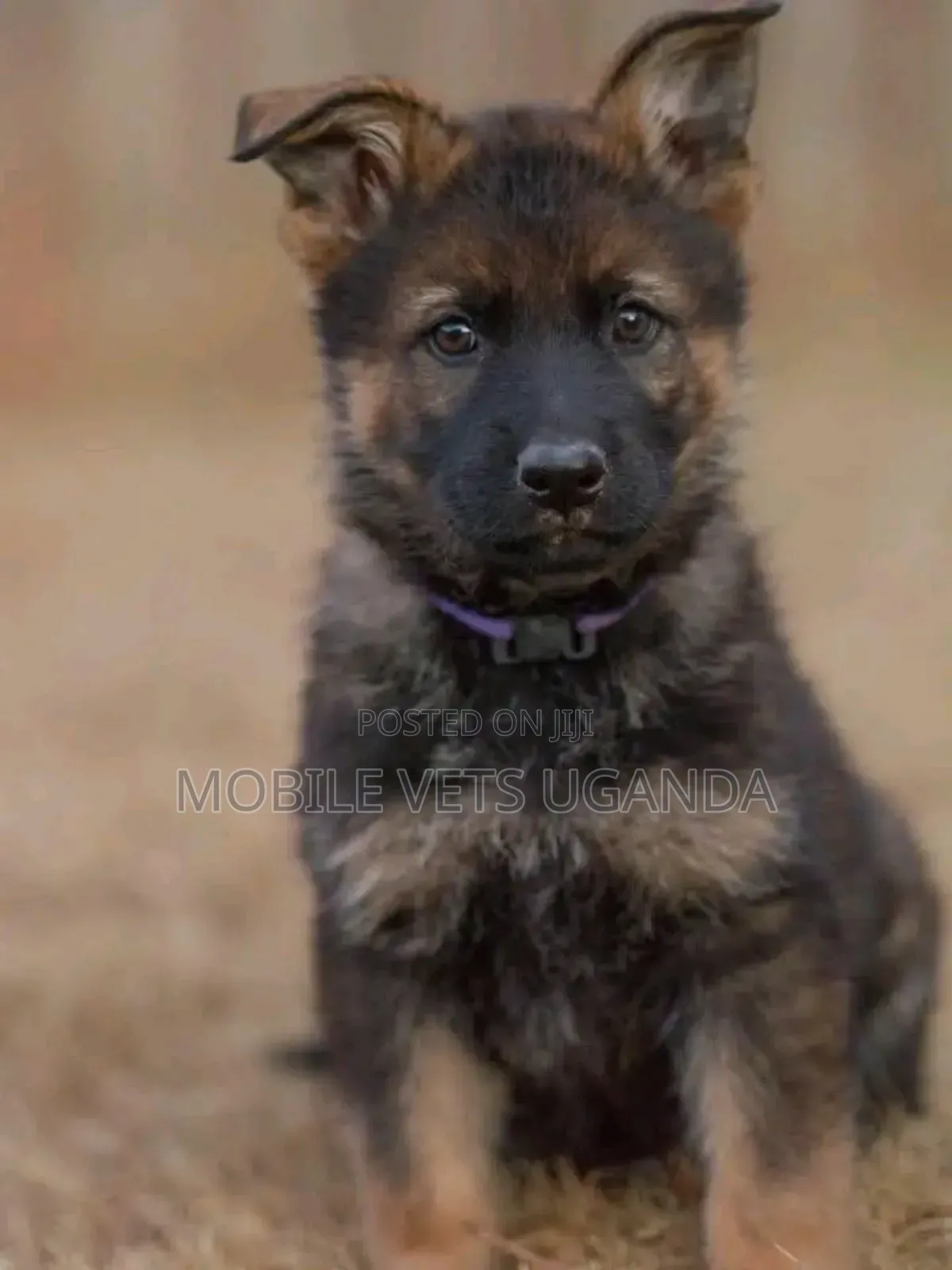 3-6 months Female Purebred German Shepherd